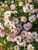 Chrysanthemum 'Innocence'