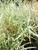 Salix elaeagnos (syn: Salix elaeagnos subsp. angustifolia)