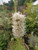 Liatris spicata 'Alba'