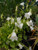 Campanula cochlearifolia alba