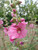 Lavatera × clementii 'Rosea'