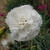 Dianthus 'Haytor' (syn: Dianthus 'Haytor White')