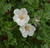 Erodium chrysanthum