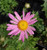Chrysanthemum 'Clara Curtus'