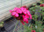 Dianthus cruentus