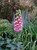 Digitalis x mertonensis