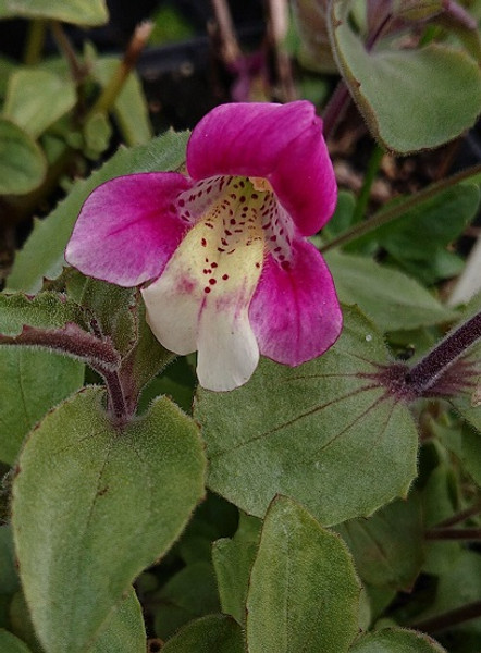 Mimulus naianadanus