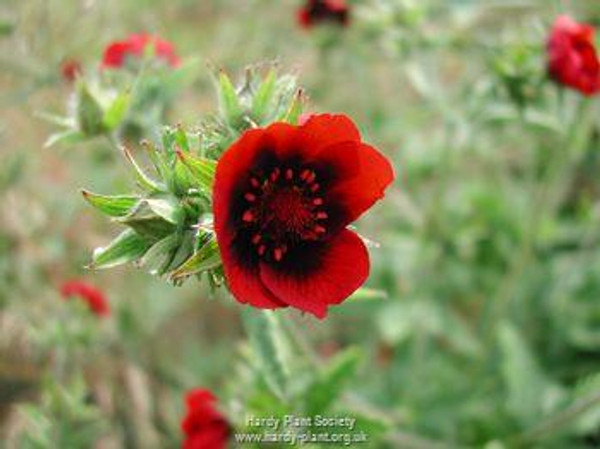 Potentilla thurberi 'Monarch's Velvet'