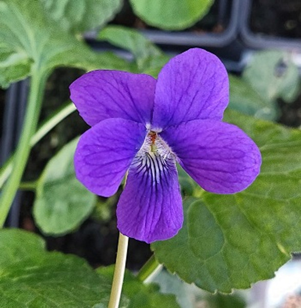 Viola odorata ‘Bournemouth Gem’