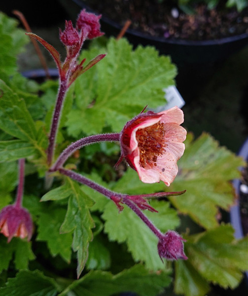 Geum 'Savanna Sunset'