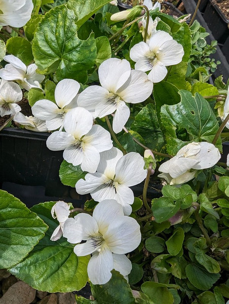 Viola sororia 'Albiflora' 