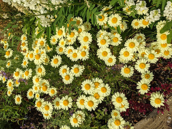 Anthemis tinctoria 'E.C. Buxton'