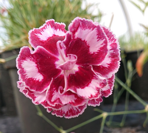 Dianthus 'Laced Romeo'