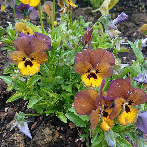 Viola 'Irish Molly'