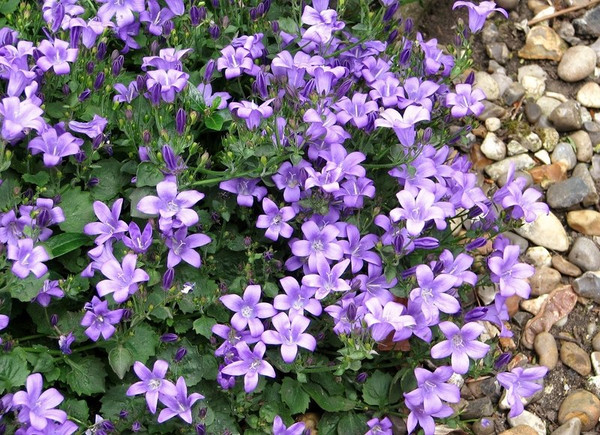 Campanula portenschlagiana