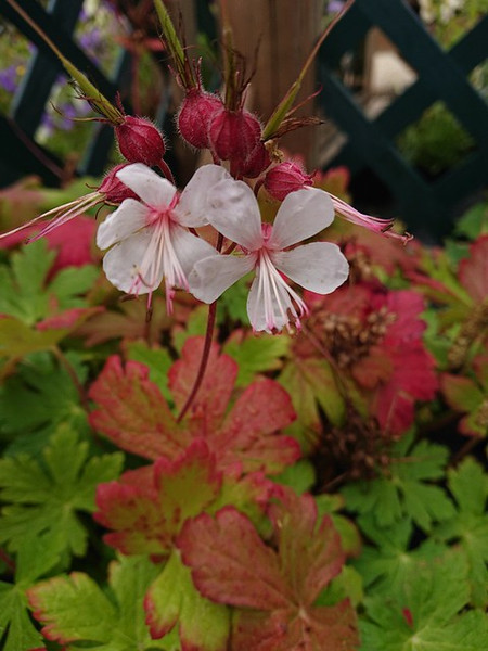 Geranium macrorrhizum album