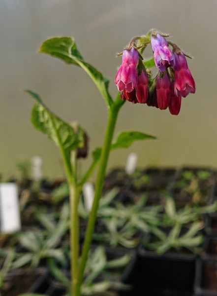 Symphytum 'Angela Whinfield'