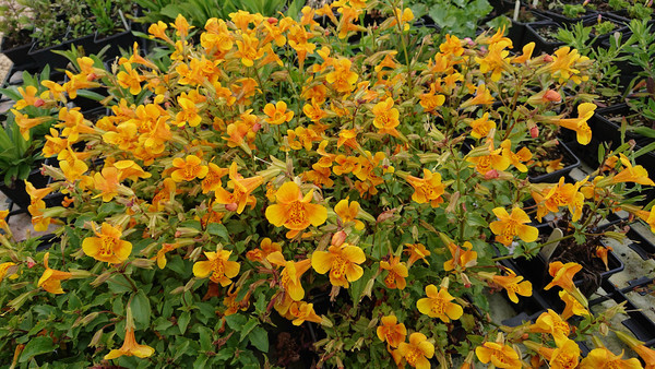 Mimulus 'Orange Glow' (Monkey flower)