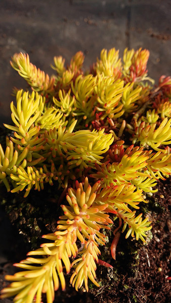 Sedum reflexum ‘Aureum’