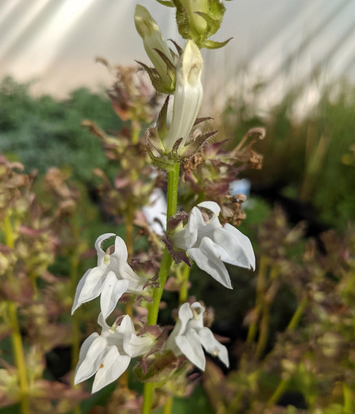 Lobelia siphilitica alba