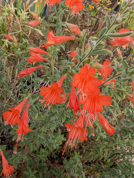 Zauschneria californica 'Ed Carman'