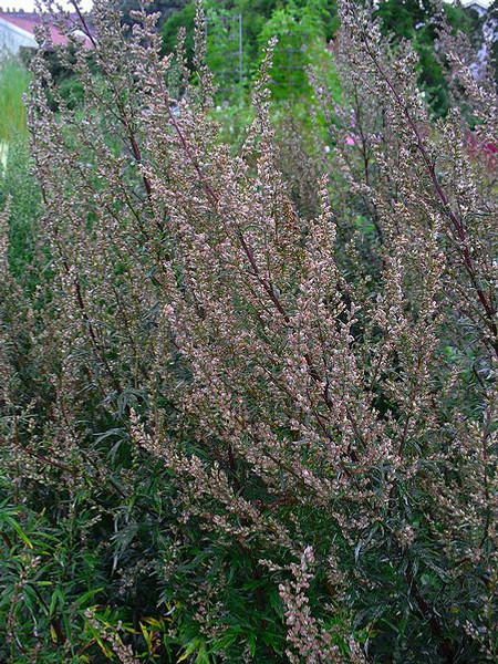 Artemisia vulgaris (Mugwort)