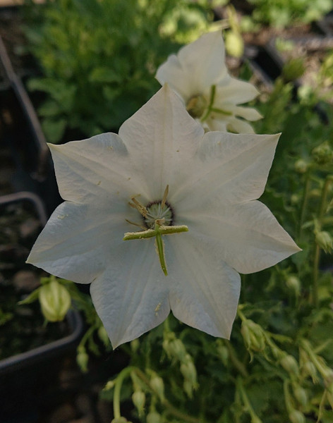 Campanula carpatica alba