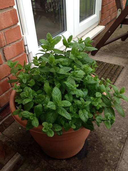 Mentha piperita 'After Eight Mint' (Chocolate Mint)