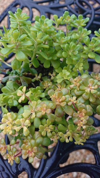 Sedum oreganum