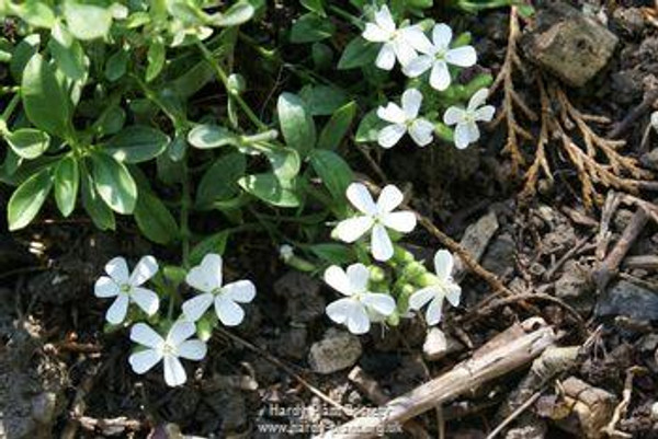 Saponaria ocymoides 'Alba'