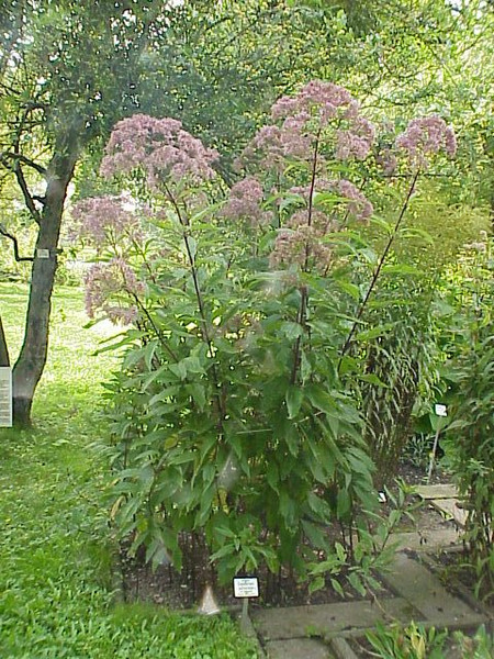 Eupatorium maculatum 'Atropurpureum'