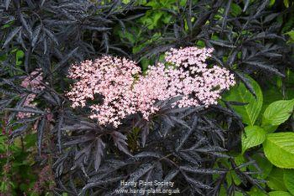 Sambucus nigra ‘Black Lace’