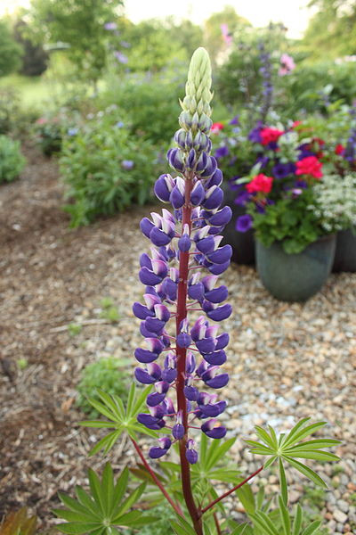 Lupinus 'The Governor' (Lupin)