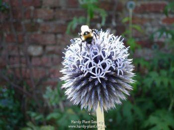 Echinops bannaticus ‘Blue Globe’