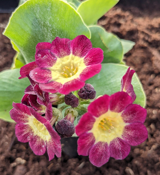 Primula auricula 'Carnival' 