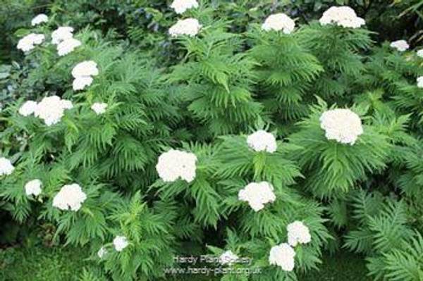 Achillea chrysocoma 'Grandiflora'