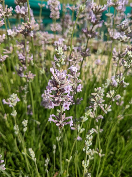 Lavandula angustifolia 'Hidcote Pink' 