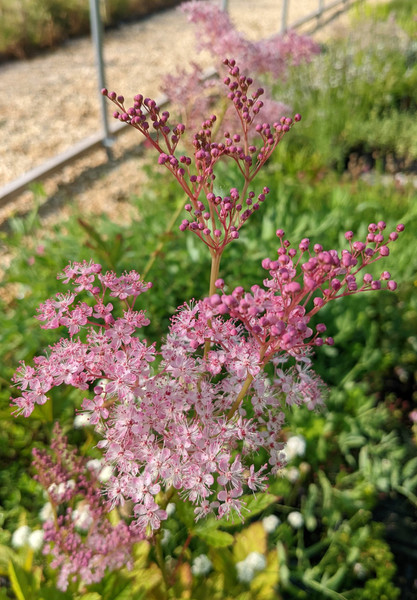 Filipendula purpurea 'Plena' 