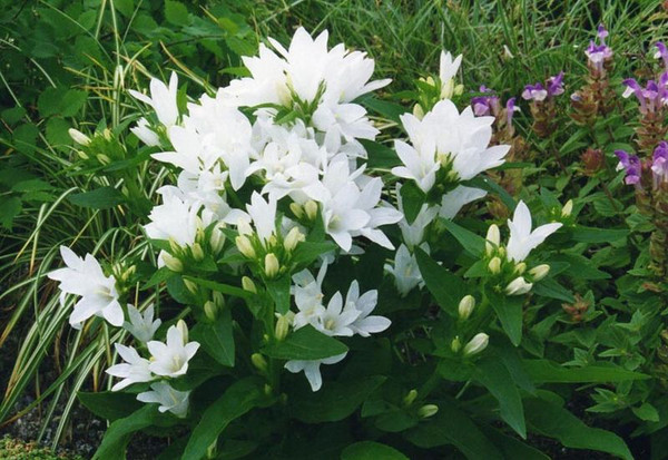 Campanula glomerata 'Alba'