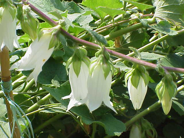 Campanula alliariifolia (Cornish Bellflower)