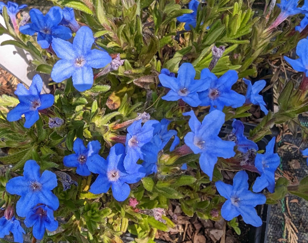 Lithospermum 'Heavenly Blue'