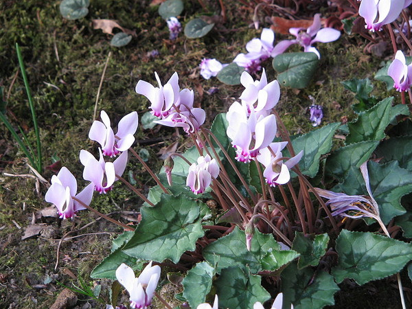 Cyclamen hederifolium (Ivy-Leaved Cyclamen)