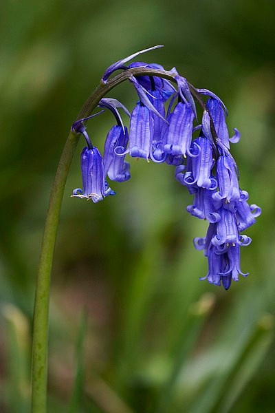 Native British Bluebell (Hyacinthoides non-scripta) - eight in-the-green bulbs