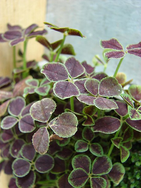 Trifolium repens 'Purpurascens Quadrifolium' (Four-leaved Clover)