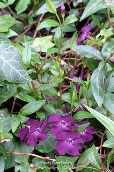 Vinca minor 'Bowles Purple'