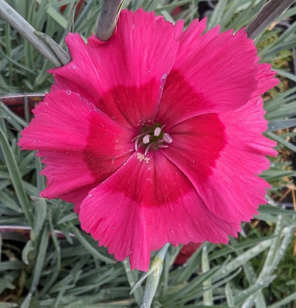 Dianthus 'Cosmopolitan'