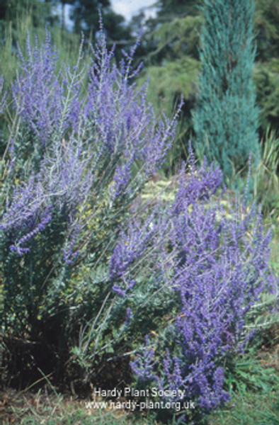 Perovskia atriplicifolia 'Zephyr Blue' (Russian Sage)