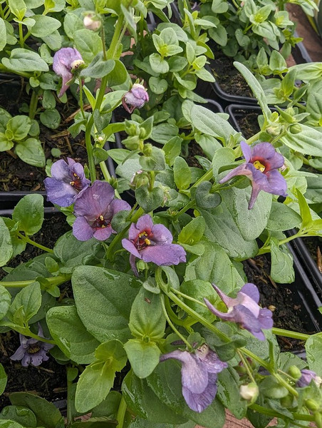 Diascia barbarae 'Denim Blue'