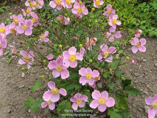 Anemone × hybrida 'Lorelei' (Japanese anemone)