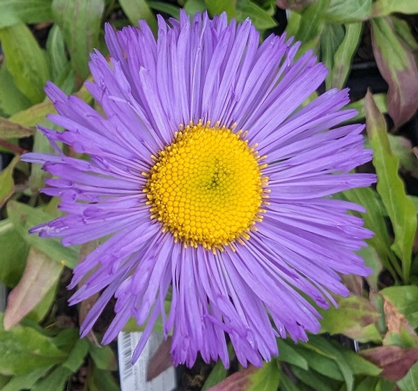 Aster 'Blue Eggs'